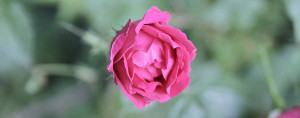 easervice legno si occupa di rinnovo infissi, nell'immagine, una rosa di colore rosa